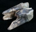 Rooted Fossil Tapir Tooth - Florida #9957-1